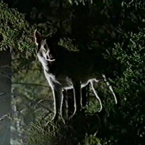 Foto Cachorro Atômico