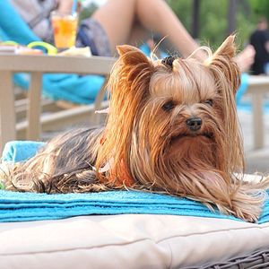 Foto Perdido Pra Cachorro 3