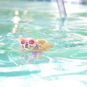 Foto Perdido Pra Cachorro 3