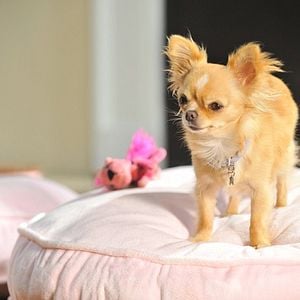 Foto Perdido Pra Cachorro 3