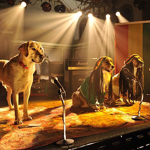 Foto Perdido Pra Cachorro 3