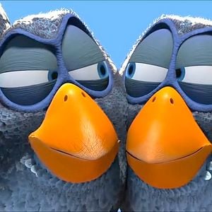 Foto Para os Pássaros