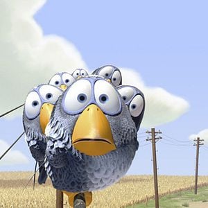 Foto Para os Pássaros