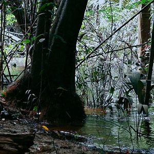 Foto A Floresta de Jonathas