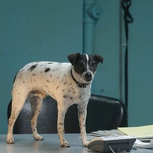 Foto Cachorro Vampiro