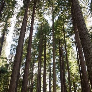 Foto Bigfoot: The Lost Coast Tapes