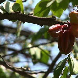 Foto Sementes do Nosso Quintal