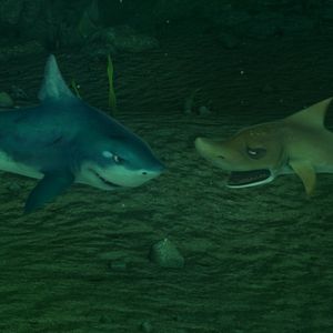 Foto O Mar Não Está Prá Peixe: Tubarões à Vista