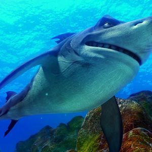 Foto O Mar Não Está Prá Peixe: Tubarões à Vista