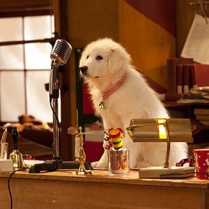 Foto Os Filhotes da Mamãe Noel