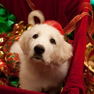 Foto Os Filhotes da Mamãe Noel