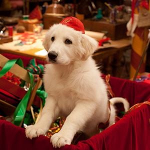 Foto Os Filhotes da Mamãe Noel