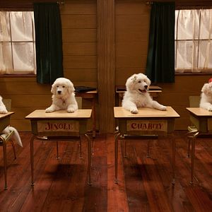 Foto Os Filhotes da Mamãe Noel