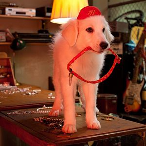 Foto Os Filhotes da Mamãe Noel