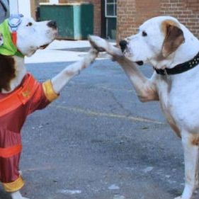 Foto O Príncipe E o Vira-Lata