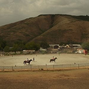 Foto Meu Amigo Harley