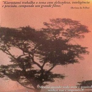 Foto Através das Oliveiras