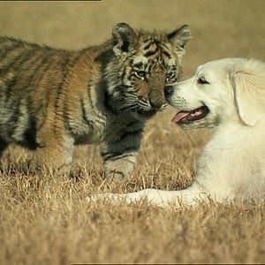 Foto As Aventuras de Bailey