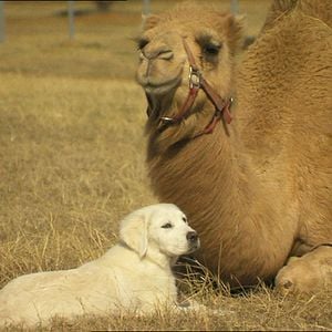 Foto As Aventuras de Bailey