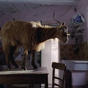 Foto As Quatro Voltas