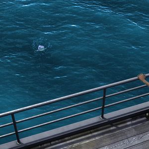 Foto O Mar Não Está Prá Peixe: Tubarões à Vista