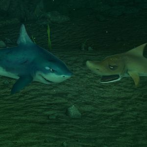 Foto O Mar Não Está Prá Peixe: Tubarões à Vista