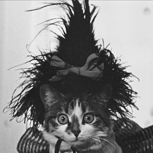 Foto O Encantador Mês de Maio