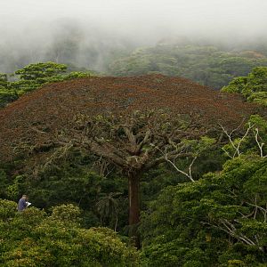 Foto Era uma Vez uma Floresta