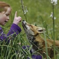 Foto Le renard et l'enfant