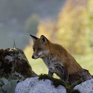 Foto Le renard et l'enfant