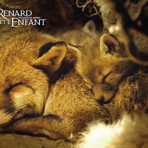 Foto Le renard et l'enfant