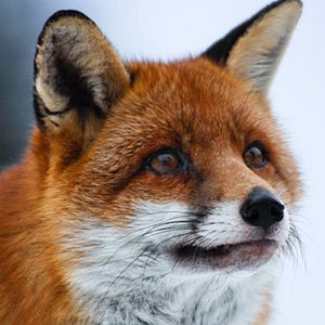 Foto Le renard et l'enfant