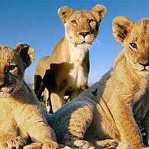 Foto Suki - A Rainha Da Selva