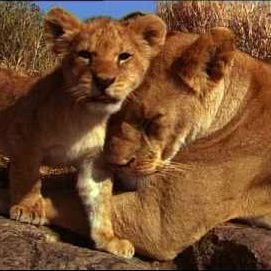 Foto Suki - A Rainha Da Selva