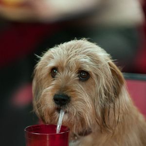 Foto Tudo por um Furo