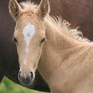 Foto O Potro do Natal