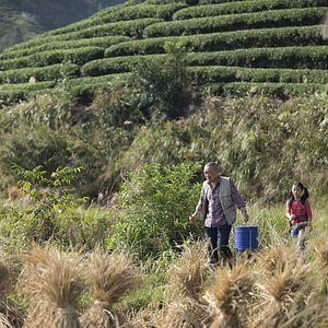 Foto Le Promeneur d'oiseau