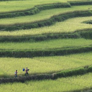 Foto Le Promeneur d'oiseau