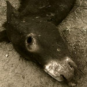 Foto Cuates de Australia