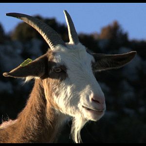 Foto Les Chèvres de ma mère