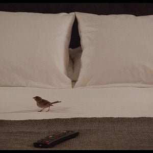 Foto Pessoas-pássaro