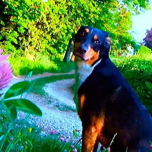 Foto Adeus à Linguagem