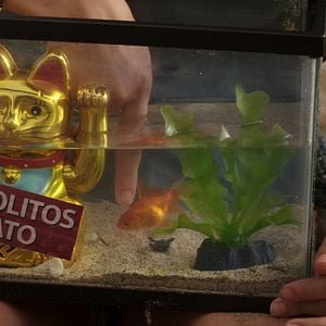 Foto Peixes Insólitos