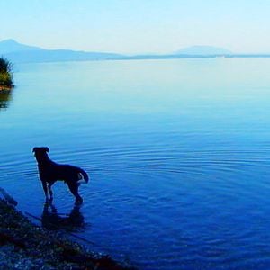 Foto Adeus à Linguagem