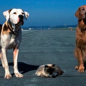 Foto A Incrível Jornada 2 - Perdidos em São Francisco