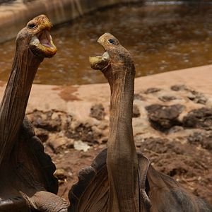 Foto O Caso Galápagos - Quando Satã Veio ao Paraíso