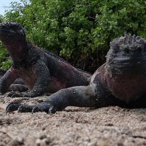 Foto O Caso Galápagos - Quando Satã Veio ao Paraíso
