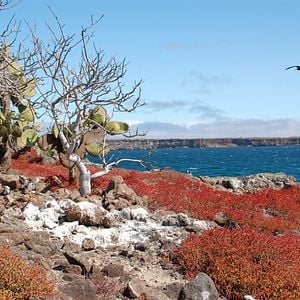 Foto O Caso Galápagos - Quando Satã Veio ao Paraíso