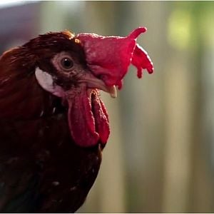 Foto Brasileiros de Coração