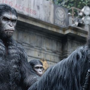 Foto Planeta dos Macacos: O Confronto